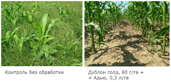 Испытания совместно с Дублоном голд