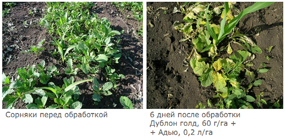 Испытания совместно с Дублоном голд