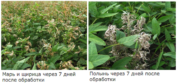 Борьба с переросшими сорняками