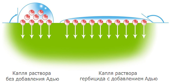 Механизм действия Адью