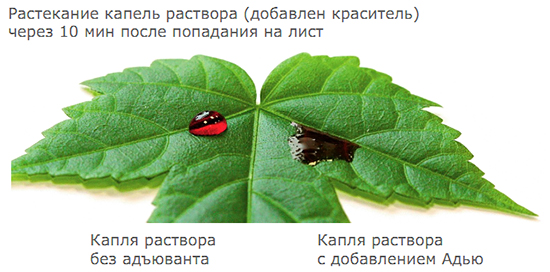 Механизм действия Адью