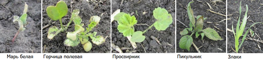 Результаты применения через 3 дня