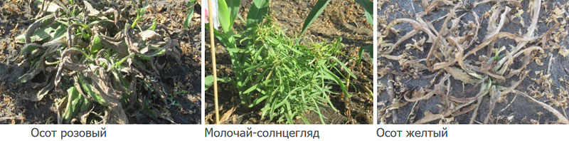 Действие на сорняки через 15 суток