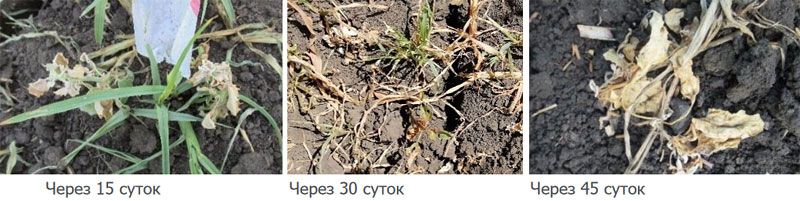 Действие на марь белую