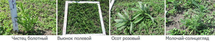 Сорняки перед обработкой