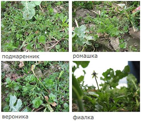 Сорняки перед обработкой