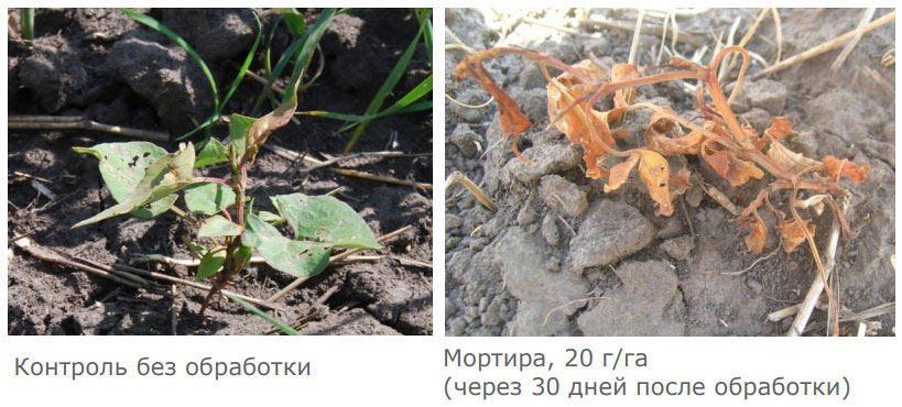 Эффективность против горца