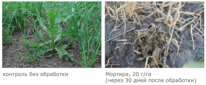 Эффективность против осота