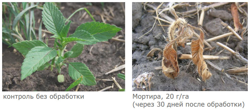Эффективность против пикульника