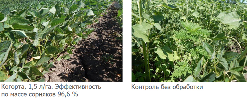 Результаты применения через 30 дней
