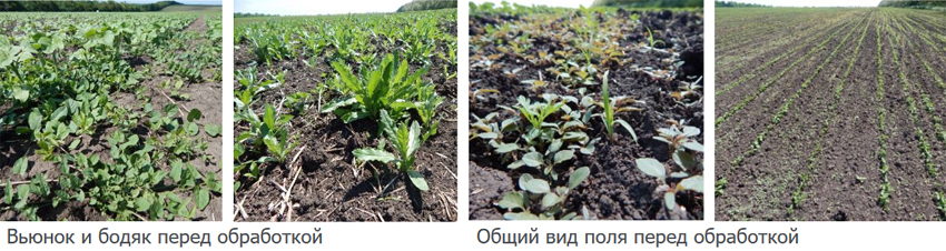 Сорняки перед обработкой