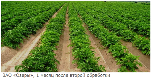 1 месяц после второй обработки
