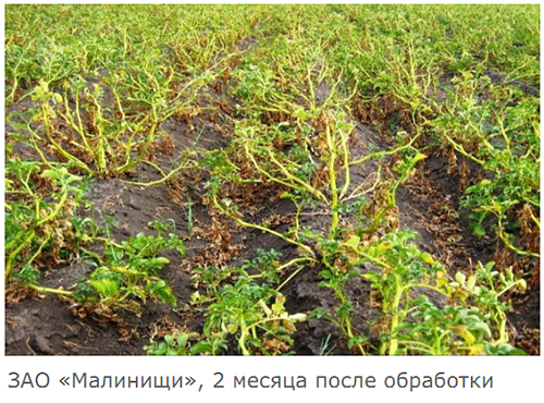 ЗАО Малинищи, 2 месяца после обработки