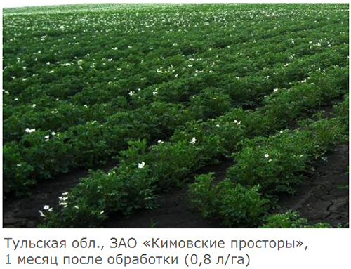 Тульская обл., 1 месяц после обработки
