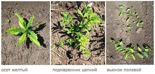 Симптомы воздействия
