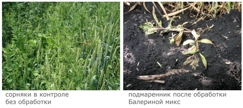 Мортира в составе Балерины микс