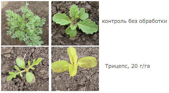 Результаты через 7 суток 