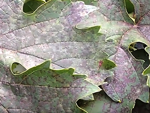 Альтернариоз винограда на листьях