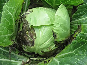 Капуста, зараженная черной ножкой