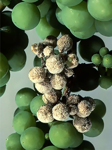 Кисть винограда, пораженная милдью