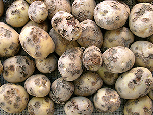 Парша картофеля