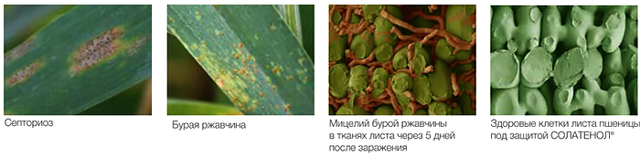 Контроль листовых болезней