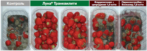Контроль серой гнили