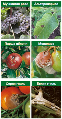 Заболевания