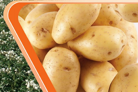 Картофель