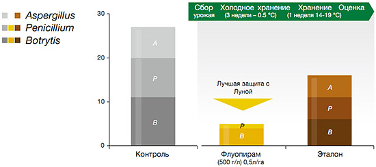Обработки против гнилей
