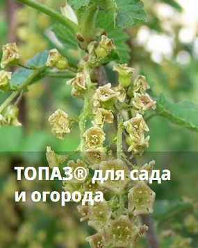 Растение