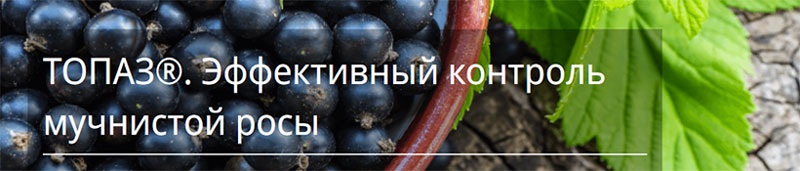Фунгицид Топаз