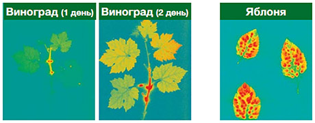 Виноград, яблоня