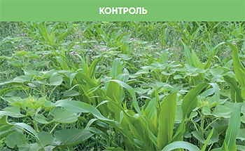 Контроль без обработки