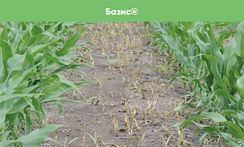 Обработка Базис