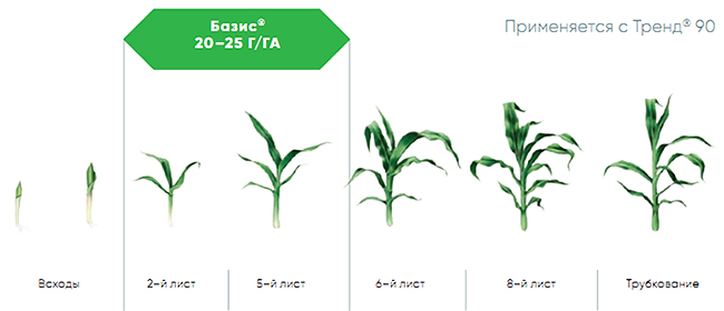 Схема применения на кукурузе