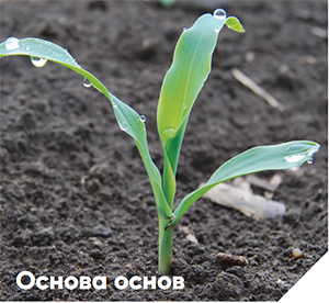 Растение