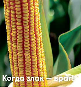Кукуруза