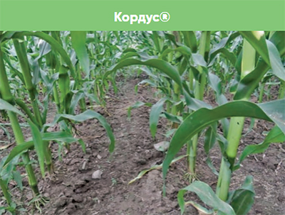 Обработка Кордус