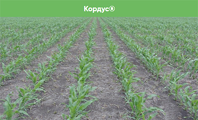 Обработка Кордус