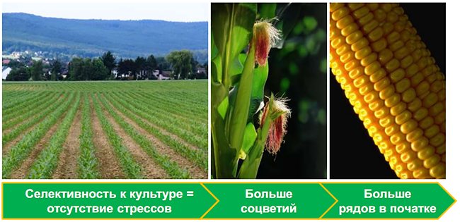 Высокая избирательность к культуре