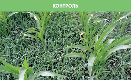 Контроль без обработки