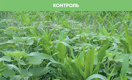 Контроль без обработки