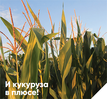 Кукуруза