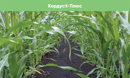 Обработка Кордус Плюс