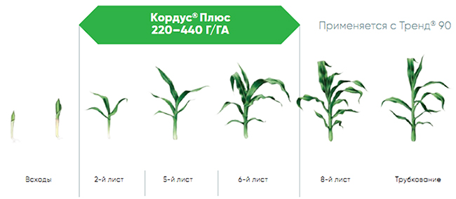 Схема применения на кукурузе