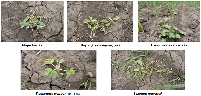 Растительность