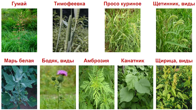 Сорняки