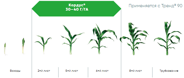 Схема применения Кордус на кукурузе