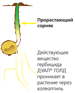Механизм действия